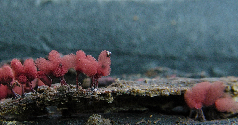 Arcyria denudata (L.)Wetts.